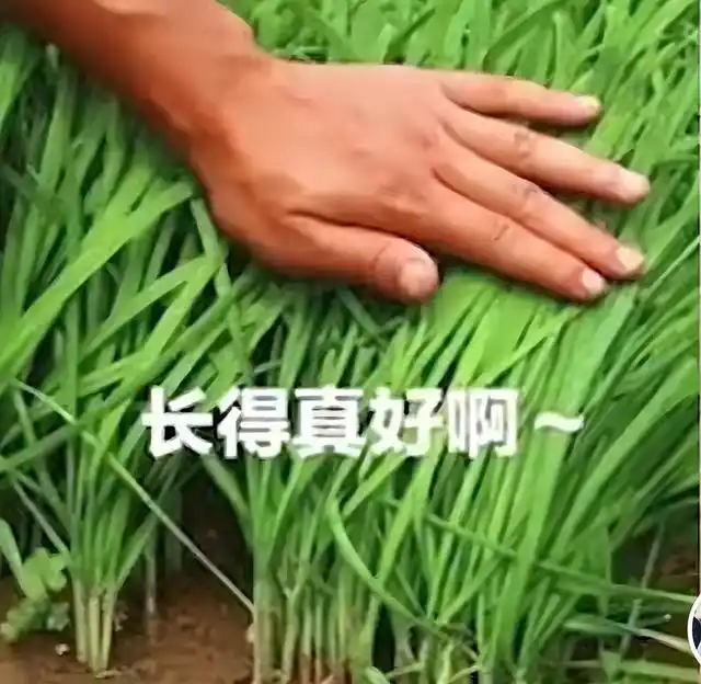 天龙八部 直播禁令 影响 _天龙八部 游戏市场淡出原因 _天龙八部